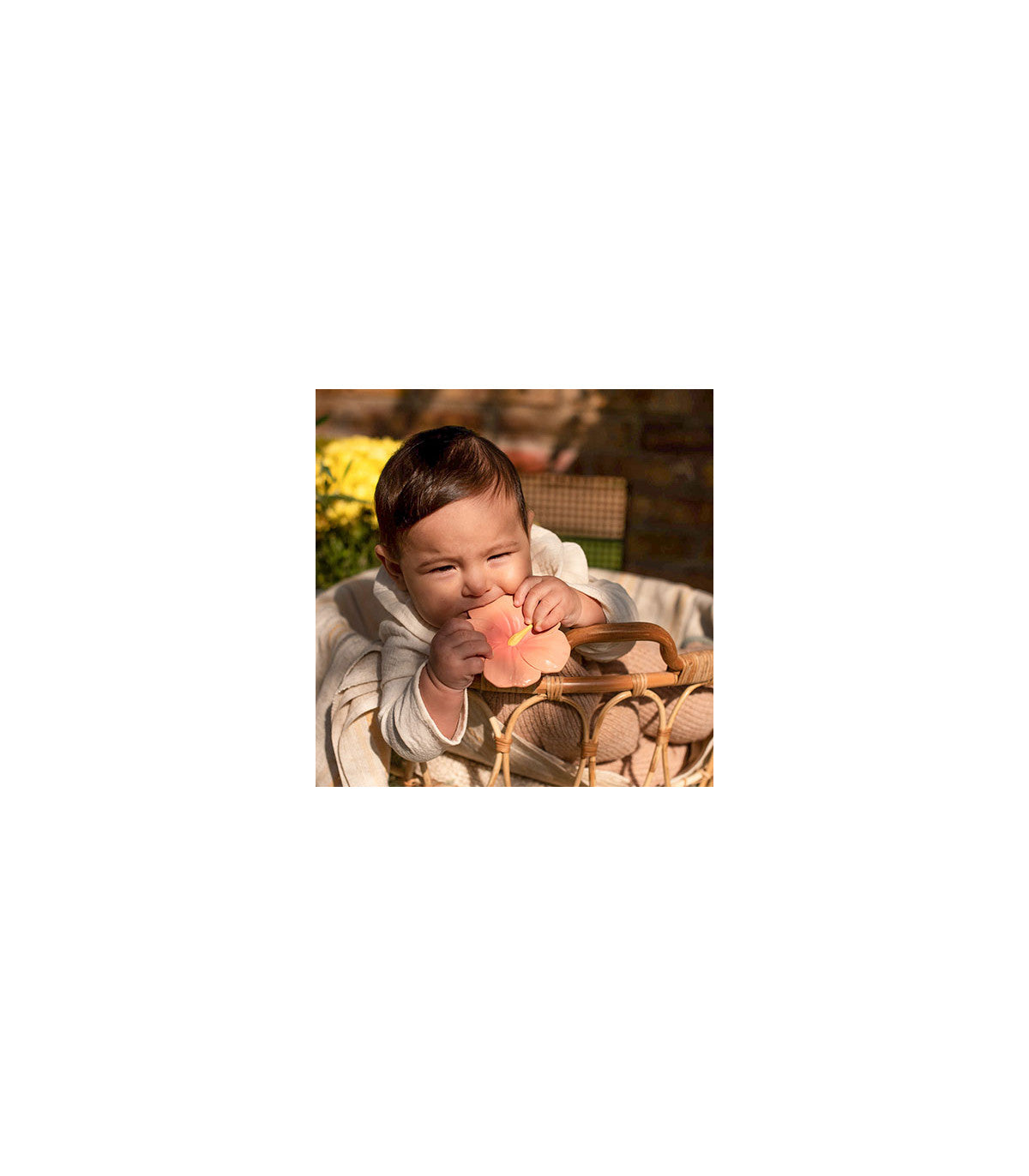 Mordedor Iris the hibiscus Toys Oli&Carol